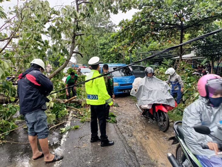 Pohon Tumbang, Polantas Takalar Sigap Urai Kemacetan