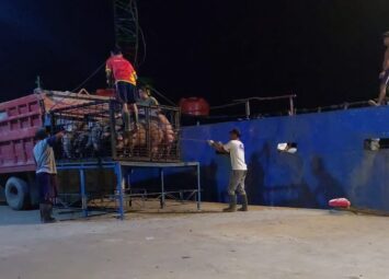 Ribuan Babi Asal Batam Masuk Pelabuhan Sintete, Siapa yang Bertanggungjawab