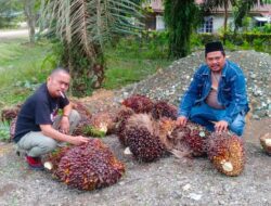 PT.HIP Buol Naikan Pembelian TBS Jadi Rp.1900 Per Kg