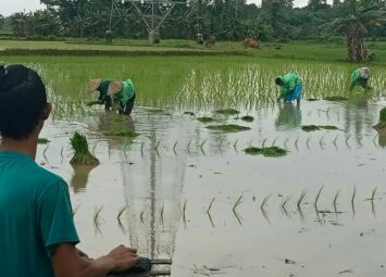 ‍Usai Pasang Papan Bicara, Lahadi Kini Tanam Padi, dalam Pengawasan LSM LABRAKI