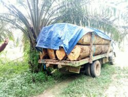 APH di Minta Tindak Tegas Penebangan Liar