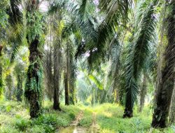 Perkebunan Sawit Plasma Koperasi Usaha Bersama PT. SKU Terbengkalai
