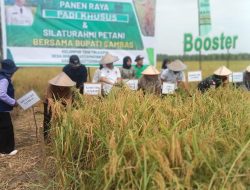 Bupati Hadiri Panen Perdana Padi Sawah Poktan Trikarya Desa Serunai