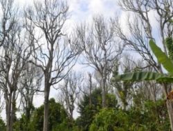 Petani Desa Negeri Agung Resah, Tanaman Buah Duku Pada Kering dan Mati
