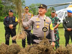 Polda Sumut Menemukan 150 Ha Ladang Ganja Gunakan Teknologi Citra Satelit