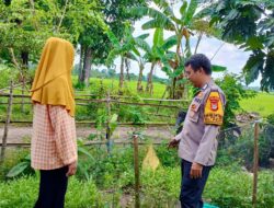 Bhabinkamtibmas Kelurahan Palleko Dukung Ketahanan Pangan : Warga Manfaatkan Pekarangan untuk Tanaman Bergizi