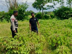 Bhabinkamtibmas Desa Parangmata Dukung Ketahanan Pangan Lewat Pemantauan Tanaman Singkong Warga