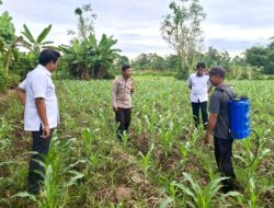 Dorong Ketahanan Pangan, Bhabinkamtibmas Tinjau Kebun Jagung Warga