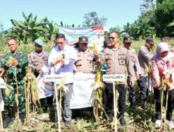 Kapolres Takalar Bersama Forkopimda Hadiri Panen Jagung Serentak Dukung Ketahanan Pangan Nasional