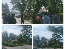 DLHK Kota Kendari Lakukan Pembenahan dan Peremajaan Pohon di Titik Rawan Tumbang