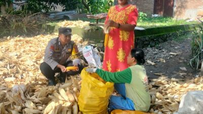 Bhabinkamtibmas Pantau Panen Jagung Kuartal III, Wujud Dukungan Polri pada Ketahanan Pangan Nasional di Sabintang