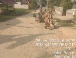 Warga Jalan Banda Tanam Pohon Pisang, Protes Pengaspalan Tak Tuntas