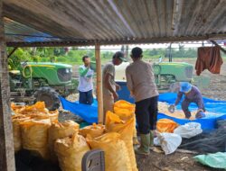 Polsek Watubangga Lakukan Pemipilan Jagung Hasil Panen Dari Lahan Ketahanan Pangan Binaan