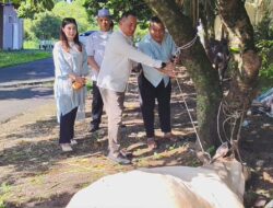 Hari Raya Idul Adha 1447 H, Polres Binjai Sembelih 7 Ekor Sapi dan 3 Ekor Kambing