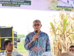 Panen Jagung di Tunggurono Perkuat Ketahanan Pangan dan Penghasilan Petani Binjai