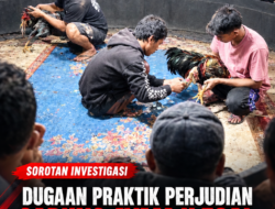 Dugaan Praktik Perjudian Sabung Ayam Ilegal Marak di Bontonlanra Takalar: Panitia “Dg. Ngasa & Dg. Bantang” Disorot, Isu Setoran Sewa 30 Juta & Bekingan Oknum Menguat